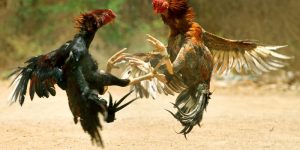 Đá Gà Cựa Dao - Trò Chơi Kịch Tính Được Yêu Thích Tại 18WIN 5 Đá gà cựa dao